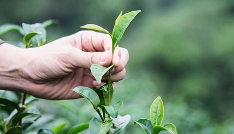 Çay Ağacı Nedir? Çay Ağacının Faydaları Nelerdir?